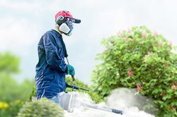 Обработка сада от паразитов - необходимые меры и их регулярность  в Новороссийске