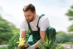 Озеленение и городское благоустройство, создание комфортной среды  в Новороссийске