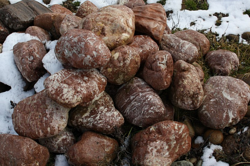 Kamenclub.ru: Розовый валунчик фр.100-300 мм.  купить в Новороссийске крупный природный камень розовый, серый молочный красный речной галечник природный 7850 руб/т   фото КАМЕНЬ КЛУБ