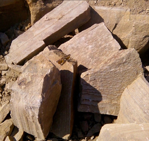 Kamenclub.ru: Песчаник пластушка желтый с рисунком (7-15 см)  купить в Новороссийске плитняк - пластушка - бут желтый песчаник 10200 руб/м3   фото КАМЕНЬ КЛУБ