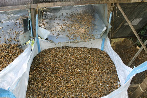 Kamenclub.ru: Галька окат (серо-желтая) фр.10-20 мм. купить  в Новороссийске галька серо-желтая, рыжая, серый речная окатанная округлая галька 5000 руб/т   фото КАМЕНЬ КЛУБ