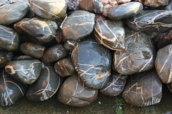 Kamenclub.ru: Валунчик Паутинник фр.100-300 мм  купить в Новороссийске крупный природный камень галечник темно-серый с прожилками белый черный речной валунчик 5000 руб/т   фото КАМЕНЬ КЛУБ