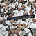 Kamenclub.ru: Мраморная крошка (щебень крошка микс : белый-черный-розовый) фр. 20-40 мм.  купить в Новороссийске мрамор белый, черный, розовый декоративная ландшафтная крошка 12000 руб/т   фото КАМЕНЬ КЛУБ