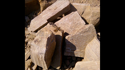 Kamenclub.ru: Песчаник пластушка желтый с рисунком (4-6 см)  купить в Новороссийске плитняк пластушка желтый с рисунком песчаник 9 000 руб/м3   фото КАМЕНЬ КЛУБ