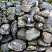 Kamenclub.ru: Валунчик Паутинник фр.100-300 мм  купить в Новороссийске крупный природный камень галечник темно-серый с прожилками белый черный речной валунчик 5000 руб/т   фото КАМЕНЬ КЛУБ