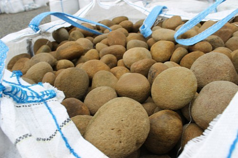 Kamenclub.ru: Песчаник ядра, фр. 100-300 мм  купить в Новороссийске песчаник бежевый серый рыжий речная галька 5 000 руб/т   фото КАМЕНЬ КЛУБ