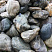 Kamenclub.ru: Речной валун Кабанчик фр.300-500 мм.  купить в Новороссийске крупный природный камень галька серый, темно-серый речной валун галечник масштабный 7000 руб/т   фото КАМЕНЬ КЛУБ