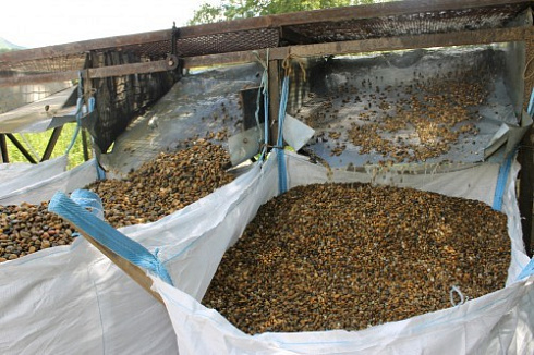 Kamenclub.ru: Галька окат (серо-желтая) фр.10-20 мм. купить  в Новороссийске галька серо-желтая, рыжая, серый речная окатанная округлая галька 5000 руб/т   фото КАМЕНЬ КЛУБ