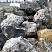 Kamenclub.ru: Черный гранит - кварцит фр. 100-500 мм.  купить в Новороссийске мрамор гранит черный с белыми прожилками, серый, белый валун скальный колотый 7000 руб/т   фото КАМЕНЬ КЛУБ