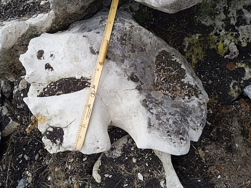 Kamenclub.ru: Выветренный известняк (степной) фр. 500-1500 мм.  купить в Новороссийске    10000 руб/т   фото КАМЕНЬ КЛУБ