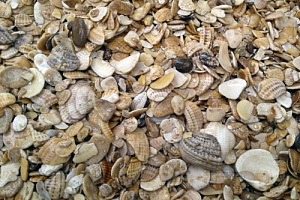 Морская ракушка фр. 5-20 мм  купить в Новороссийске фото Камень Клуб